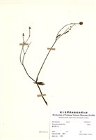 藏品(揚子毛茛(辣子草))的圖片